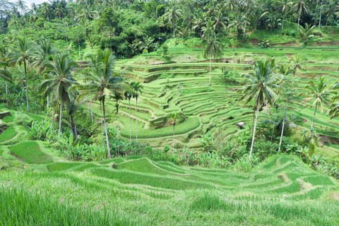 Rice terraces near Tegallalang