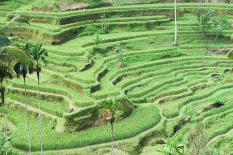 Rice terraces near Tegallalang