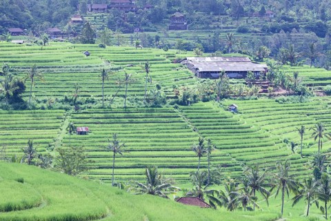 Rice terraces of Jatiluwih