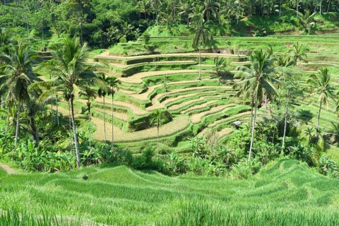 Rice terraces near Tegallalang