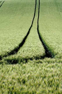 Tire tracks in a wheat field