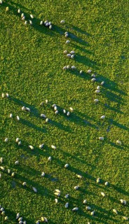 Grazing sheep herd in the evening light with long shadows