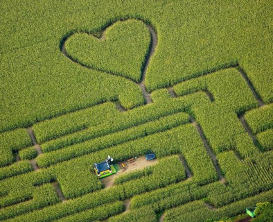Labyrinth with a heart in the cornfield