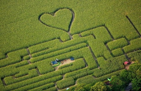 Labyrinth with a heart in the cornfield