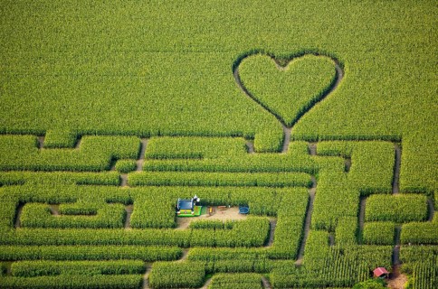 Labyrinth with a heart in the cornfield