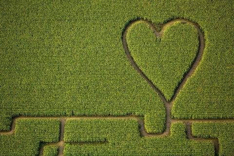 Labyrinth with a heart in the cornfield