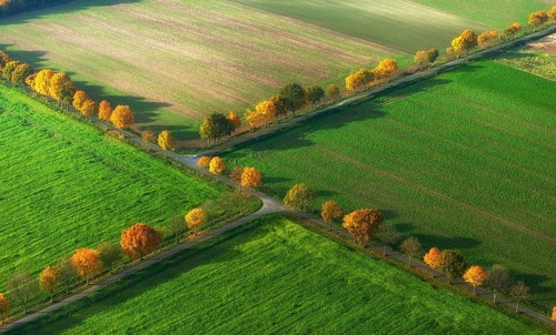 Avenue in autumn