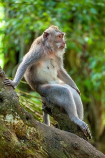 Crab-eating macaque