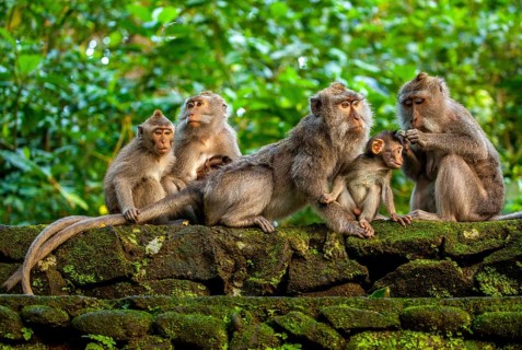 Crab-eating macaque