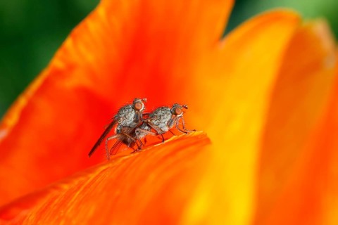 Anthomyiid Flies