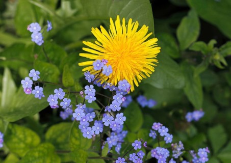 Common dandelion