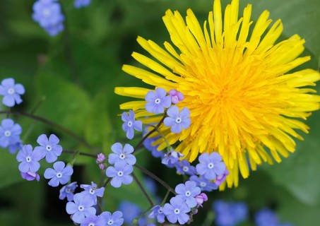 Common dandelion
