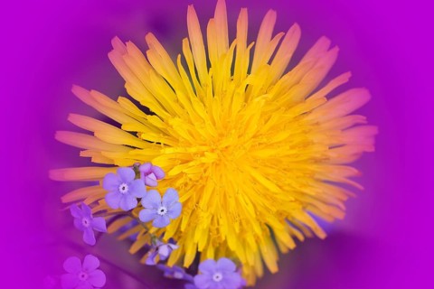 Common dandelion
