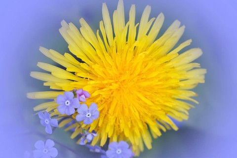 Common dandelion