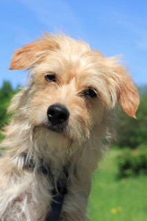 Terrier Dachshund crossbreed