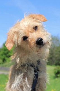 Terrier Dachshund crossbreed