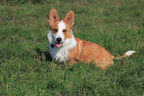 Cardigan Welsh Corgi