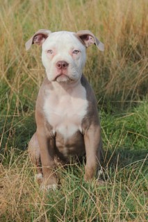 Old English Bulldog