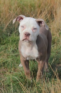 Old English Bulldog