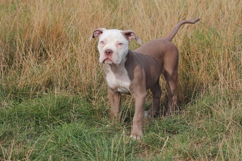 Old English Bulldog