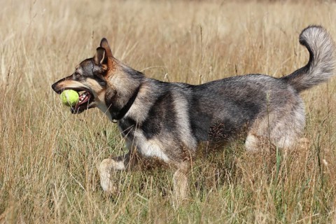 Malamute Podenco mixed-breed dog