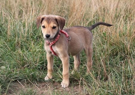 Young dog