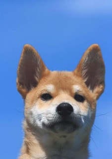 Shiba Inu