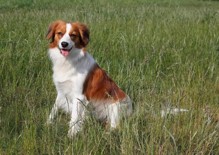 Kooikerhondje dog