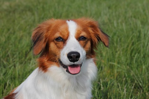 Kooikerhondje dog