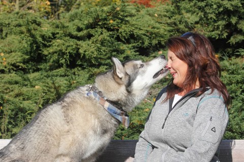 Siberian Husky crossbreed licking owner's face