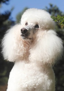Standard poodle