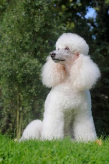 Standard poodle