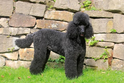 Standard poodle