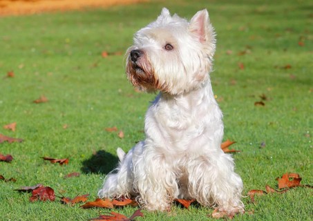 West Highland White Terrier sitting in a meadow
