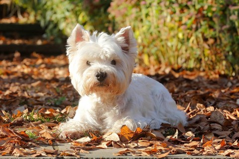 West Highland White Terrier