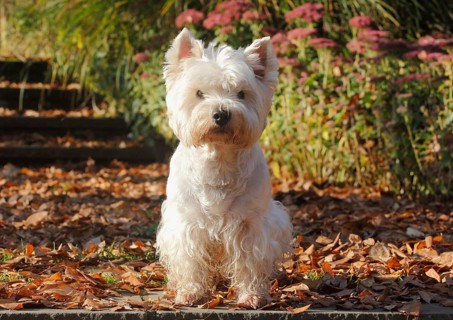 West Highland White Terrier