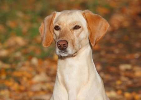 Mixed-breed