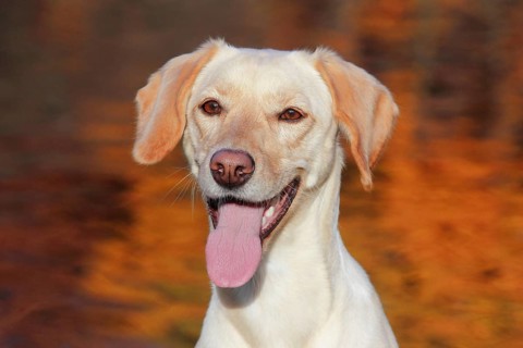 Mixed-breed
