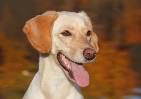 Mixed-breed