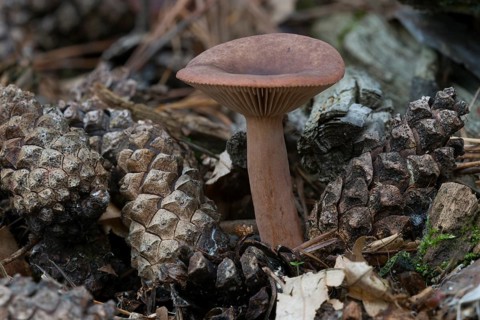 Scurfy Deceiver mushroom