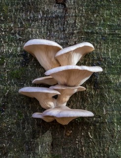 Oyster mushroom