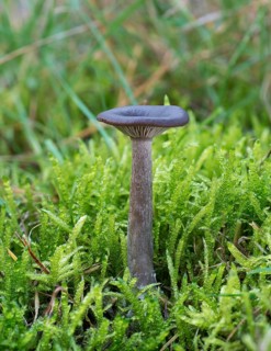 Scurfy Deceiver mushroom