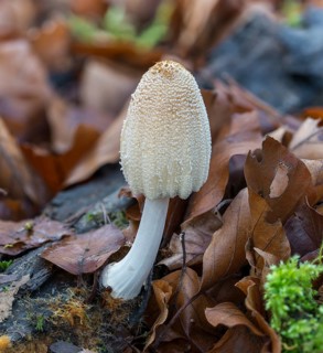 Coprinellus xanthothrix