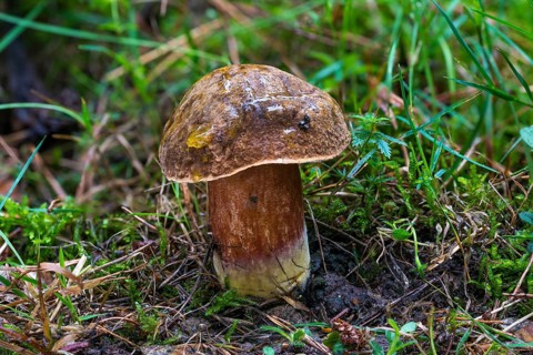 Dotted stem bolete