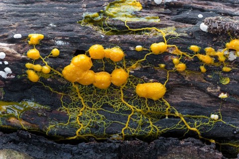 Many-headed slime