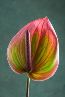 Flamingo flower