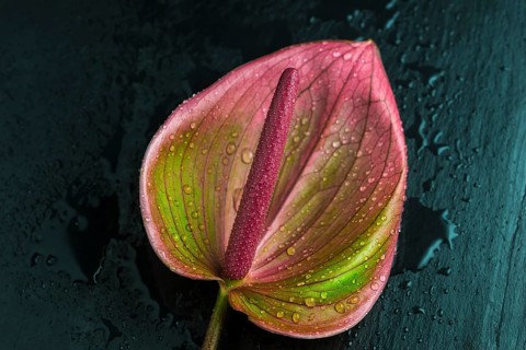 Flamingo flower