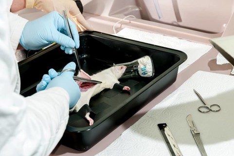 Test on a laboratory rat
