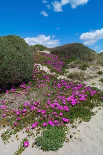 Sand dunes with Elands Sourfig