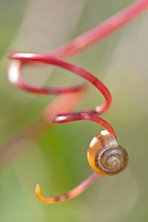 Stylommatophora